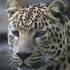 В приморской тайге найден убитый леопард Узор