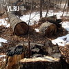 В лесопарковой зоне Владивостока варварски вырубают лес (ФОТО)