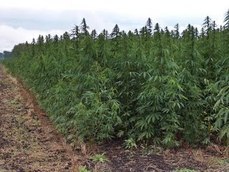 Как растет конопля в сибири купить марихуану спб закладкой