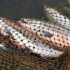 Росрыболовство: рыбаки РФ в этом году могут выловить 555 тыс. тонн лососей