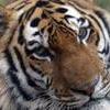 Тигрицу Роскошь привезли в Приморский центр реабилитации диких животных