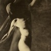 Галерея «Арка» — выставка фотографий Глеба Телешова