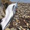 Второго мертвого кита нашли на берегу около Находки