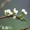 Прогноз погоды во Владивостоке на четверг