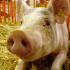 Минсельхоз: В России может погибнуть все поголовье свиней