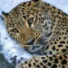 «Земля леопарда» в огне: на юге Приморья — снова лесной пожар