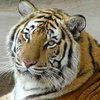 Международный молодежный форум по сохранению тигра открылся во Владивостоке
