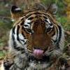 Молодежь из 14 стран приедет во Владивосток защищать тигра