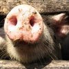 В Приморье задержана партия недоброкачественной импортной свинины