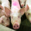 Сотни свиней в Приморье погибли из-за «не известной» местным ветеринарам болезни