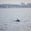 В море у Владивостока замечены крупные морские животные (ФОТО)