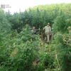 В Ханкайском районе Приморья изъяли тонну марихуанны