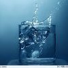 Следить за качеством воды во Владивостоке будут моллюски