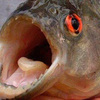 Во Владивостоке на Спортивном рынке изъята копченая рыба с канцерогенами