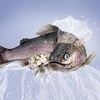 Во Владивостоке рыбаки соберутся в поисках инвестиций