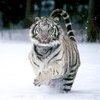 Десять фактов, которые нужно знать о тигре — символе 2010 года