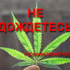 Изображения листьев конопли в России признаны рекламой наркотиков и объявлены вне закона