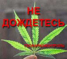 закон о запрете марихуаны в россии