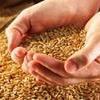Россия через пять-десять лет может выйти на рекордный зерновой экспорт