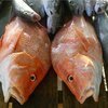 На День рыбака во Владивостоке будет продаваться парная рыба