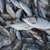 В Россию пресечены поставки заражённой рыбопродукции