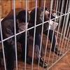 В Приморье по подозрению в изнасиловании 6-летней девочки задержана группа школьников