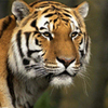 В тайге Приморья прекращена операция по поимке опасной тигрицы с тигрятами