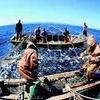 Доли на прибрежный промысел получают рыбаки Приморья