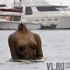 Несколько десятков голов обрела изувеченная русалка во Владивостоке (ФОТО)