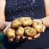 В сентябре в Приморье пройдет форум ведущих картофелеводов