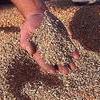 Россия в три раза снизила экспорт пшеницы