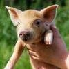 Россельхознадзор: африканская чума свиней может появиться в любой точке РФ