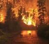 На территории Приморья нет лесных пожаров