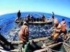 Приморские рыбаки намерены полностью освоить квоты на минтай