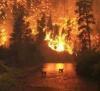 Количество лесных пожаров в крае снизилось в пять раз