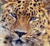 Символом Олимпиады в Сочи может стать родственник нашего леопарда