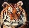 В приморской тайге тигр сутки продержал троих мужчин в лесной избушке