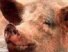 Российские туристы могут ввести в Приморье китайскую свинину, зараженную африканской чумой