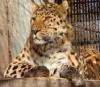 Мероприятие, посвященное сохранению дальневосточного леопарда, пройдет во Владивостоке