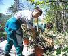 В Жариковском сквере во Владивостоке высадили деревья