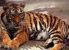 Амурский тигр перестал находиться на грани вымирания