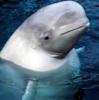 Владивостокский дельфинарий могут перенести в бухту Анна