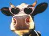 Австралийские коровы в Приморье бьют рекорды по надоям