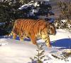 В Приморье не удалось поймать опасную тигрицу