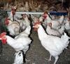В Приморье началась вакцинация птицы от птичьего гриппа