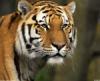 Тигр напал на лесничего в Приморье