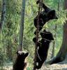 В Приморье лесничий спас от гибели троих гималайских медвежат