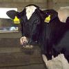 В Приморье продолжается вакцинация домашнего скота