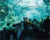 Во Владивостоке в проектировании океанариума принимают участие специалисты из Новой Зеландии