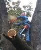 За вырубку деревьев на острове Попова будут штрафовать на сумму до 100 тысяч